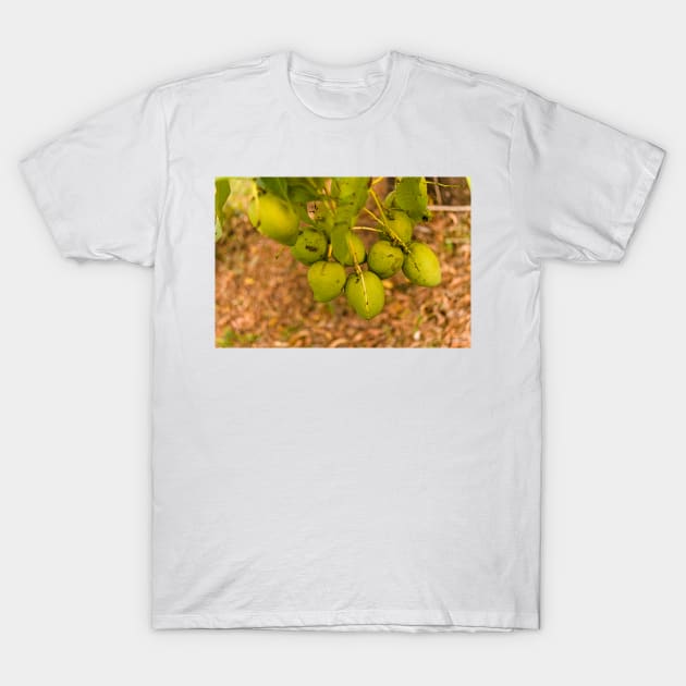 ala mango T-Shirt by pcfyi